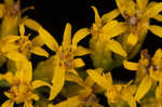 Wrinkleleaf goldenrod